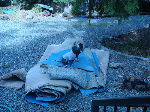 To recycle your carpet in DFW, call Floor Partners